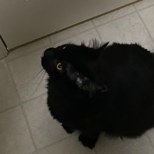 Meet your Posher, Rachael